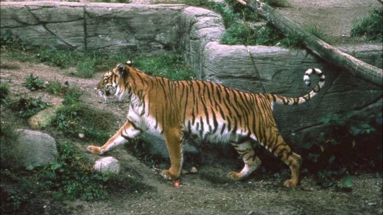 Panthera tigri virgata