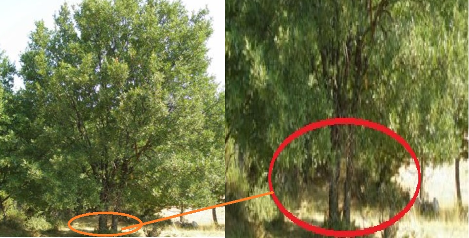 Quercus trojana subsp euboica premnovlastima