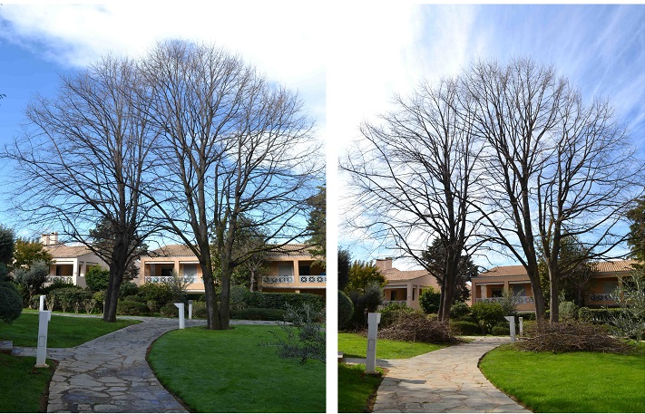 Tilia cordata plain