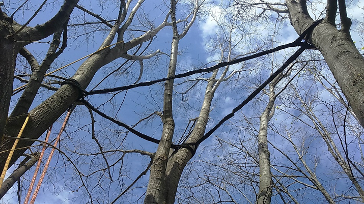 Tilia cordata works