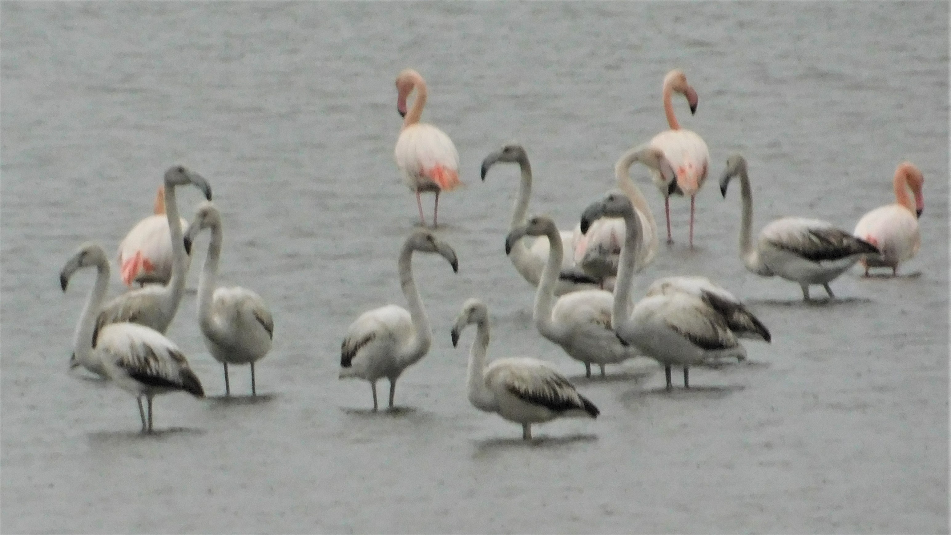 Flamingos Vistonida
