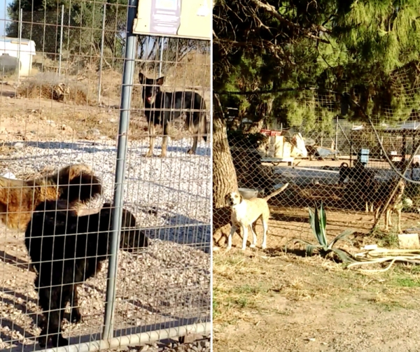 Δήμος Ραφήνας-Πικερμίου: Τέσσερα παράνομα καταφύγια σκύλων κατασκεύασαν οι νεοναζιστές