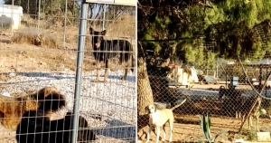 Παράνομα καταφύγια ζώων. Η τρίμηνη(!!!) αδιαφορία του δήμου Ραφήνας οδήγησε στην άδικη σύνδεση μίας πόλης με την βαρβαρότητα