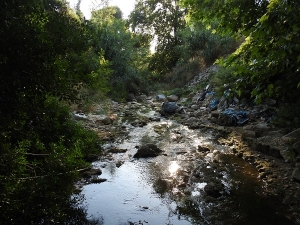 Οδοιπορικό στο Μεγάλο Ρέμα Ραφήνας, μέρος Δ’ (5/7/2020)