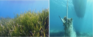 Ποσειδωνία – Δάση κρυμμένα κάτω από τα κύματα