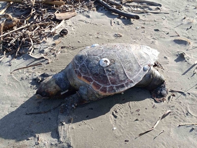 Τι έγινε με τη νεκρή και εκβρασμένη Caretta caretta της 4ης Ιανουαρίου;