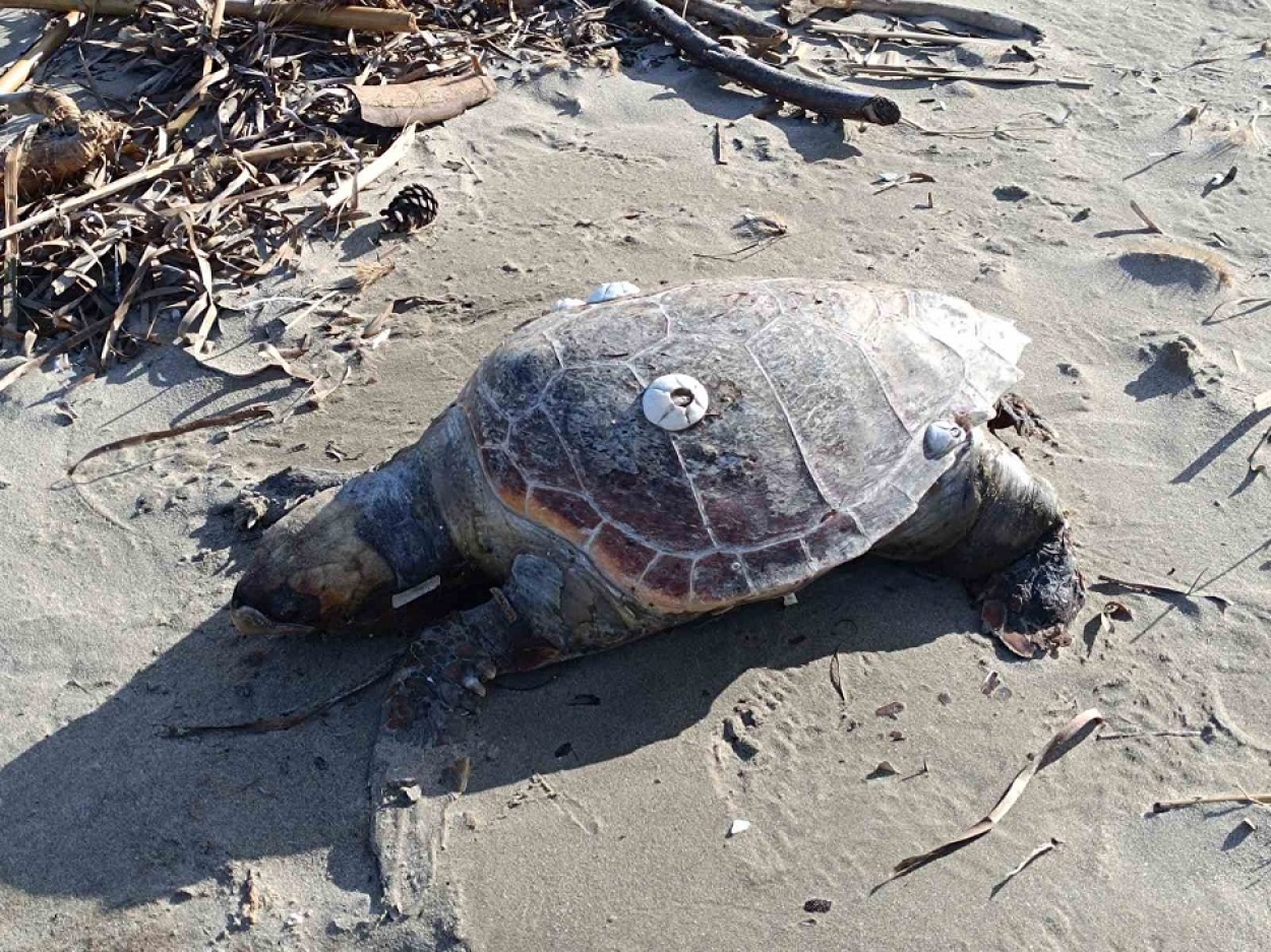 Τι έγινε με τη νεκρή και εκβρασμένη Caretta caretta της 4ης Ιανουαρίου;