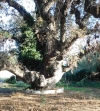 Η βελανιδιά (Quercus ithaburensis) της Ραφήνας