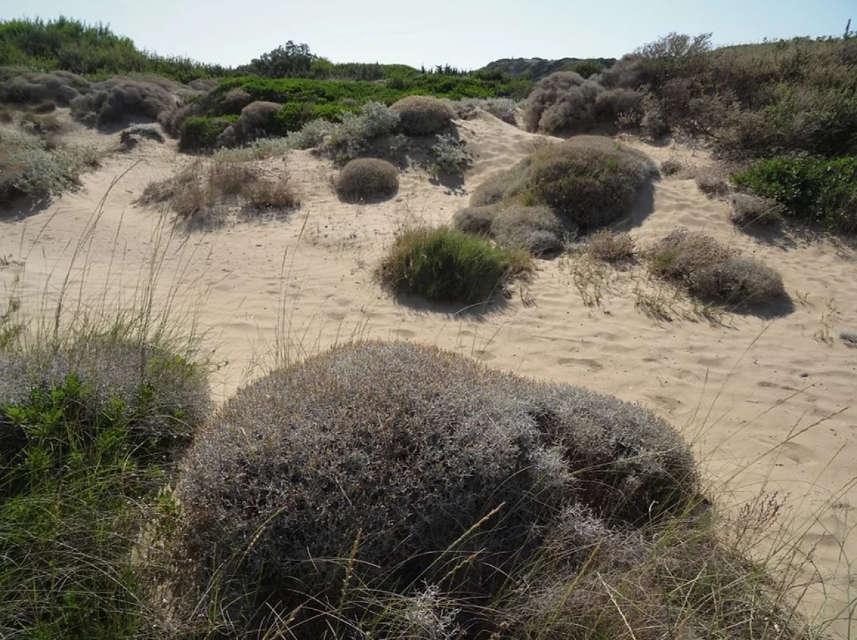 Νέο άρθρο της Εφημερίδας των Συντακτών για την επέμβαση της ΕΥΔΑΠ στη ζώνη του παράκτιου έλους/αμμοθινικού οικοσυστήματος στην παραλία Μαρίκες της Ραφήνας