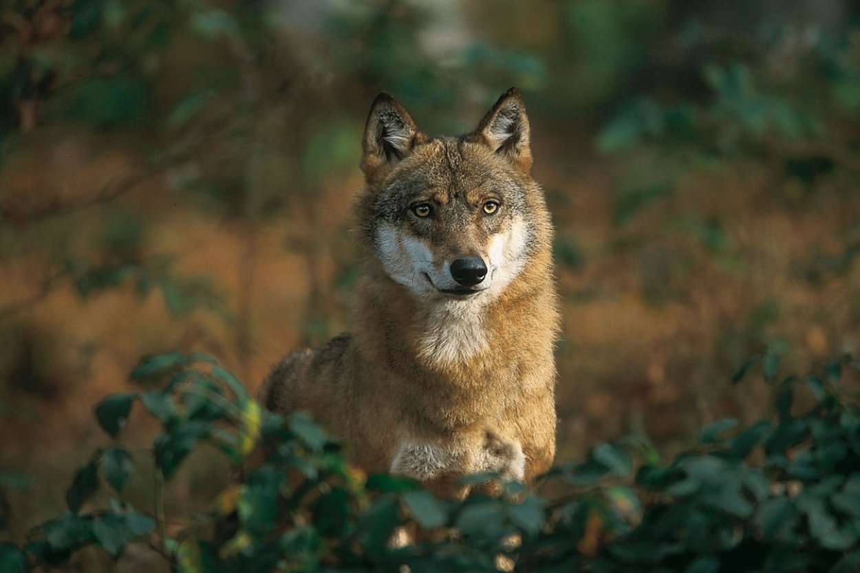 Κόμμα για τα Ζώα: Κάτω τα χέρια από τους λύκους
