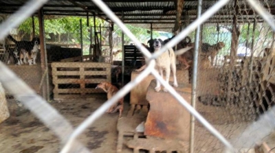 Τα παράνομα και απαράδεκτα καταφύγια ζώων κλείνουν