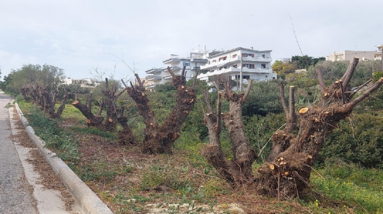 Δελτίο τύπου της ΚΠΑΜΡΡ: Να σταματήσει η καταστροφή των αστικών δέντρων στη Ραφήνα