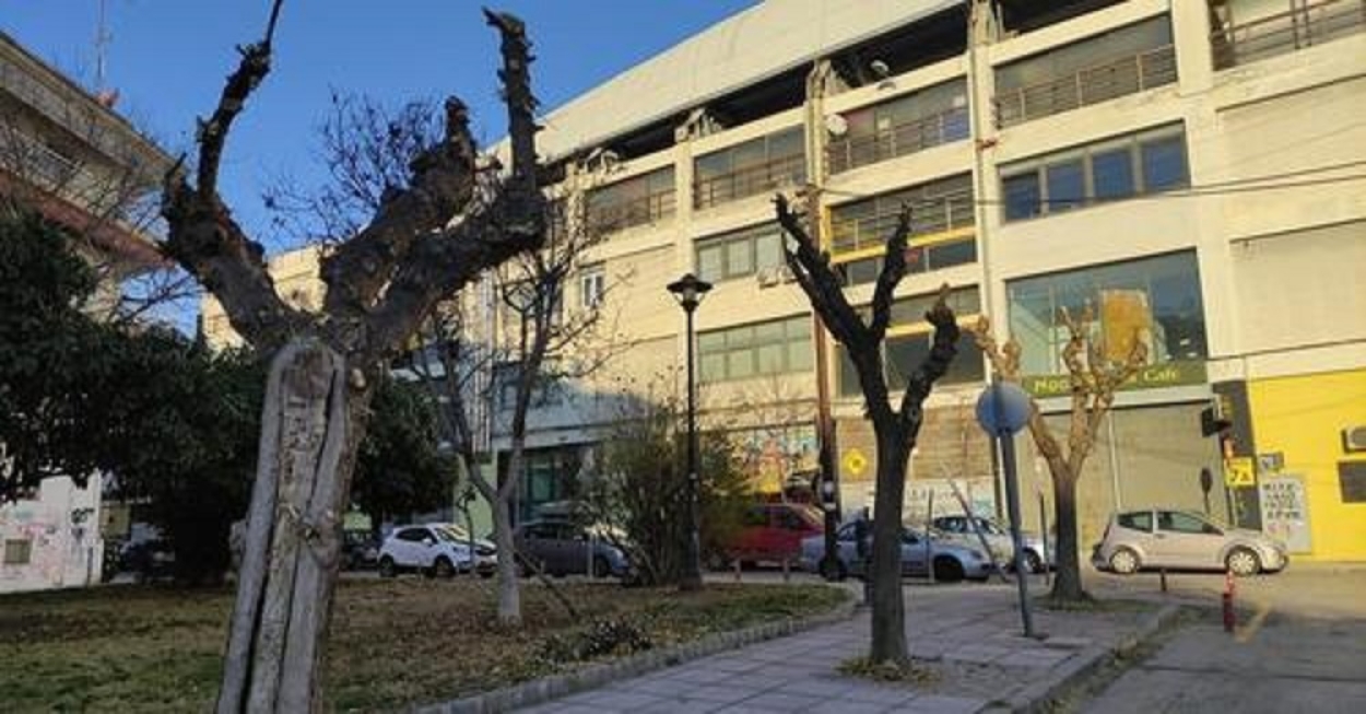 Δήμος Θεσσαλονίκης: Τι απαντά η διεύθυνση πρασίνου στην κριτική για την κοπή δέντρων