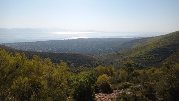 Δελτίο τύπου της Ελληνικής Δασολογικής Εταιρείας για τις πρόσφατες, ολέθριες, δασικές πυρκαγιές και οι προτάσεις της για την προστασία των ελληνικών δασών