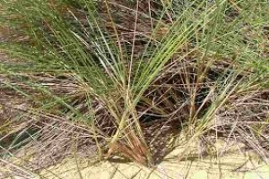 Το φυτό των σαμαράδων, ο «φύλακας» των αμμοθινών (Ammophila arenaria)