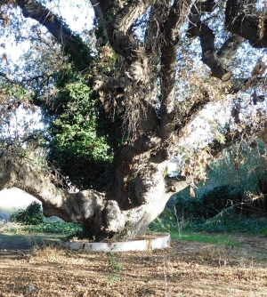 Η βελανιδιά της Ραφήνας. Μία αδικαιολόγητη απουσία από τον κατάλογο των μνημείων της Φύσης στην Ελλάδα